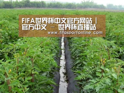 种植基地三