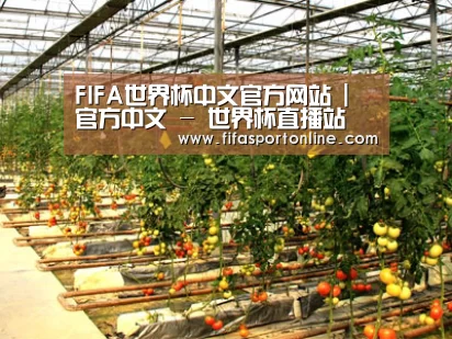 种植基地二(图1)