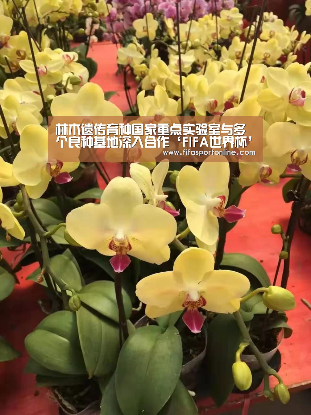 世界杯官网